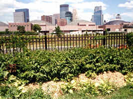 Minneapolis skyline and landscape