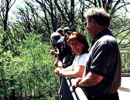 People on deck looking at trees