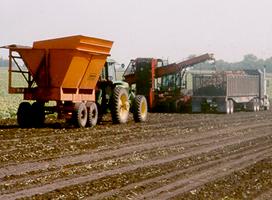 Sugar beets being loaded into truck