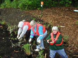 3 people planting along Hwy 55