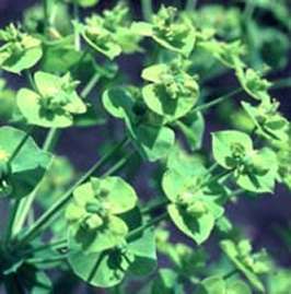 Leafy spurge