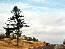 White pine tree along Hwy 61 in Two Harbors
