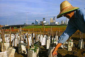 Korean farmer + skyline