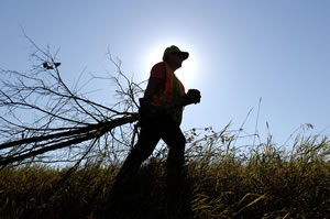 Man carrying tree branch