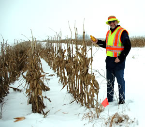 Man in snowy cornfield