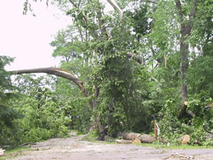 Downed trees covering road