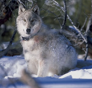 Gray wolf