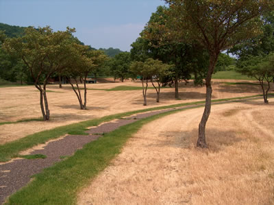 Location where native prairie flowers and grasses were planted