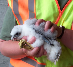 Baby falcon