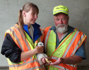 2 people holding a baby falcon