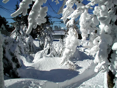 Tree draped with thick snow
