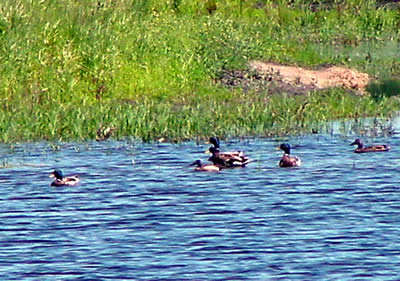 Ducks on a pond