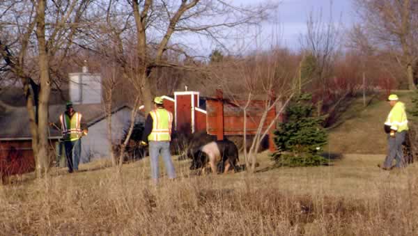 3 men corraling pig