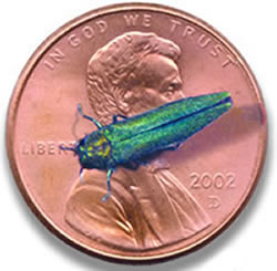 Ash borer on penny