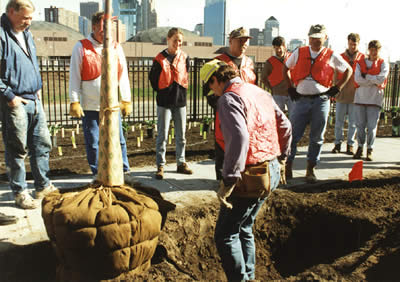 Community group planting tree