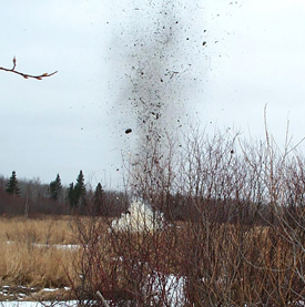 Photo of a beaver dam eploding to clear waterway.