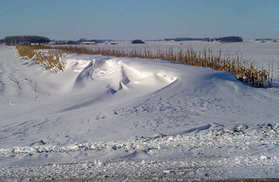 Photo of a standing corn row in southwestern Minnesota.
