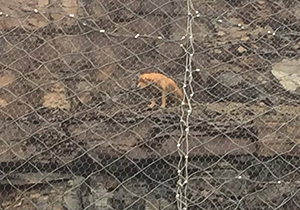 Photo of retriever peering over a rock ledge it is stuck on