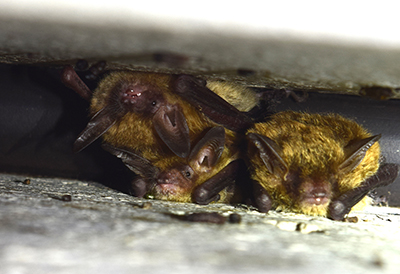 Northern long eared bats.