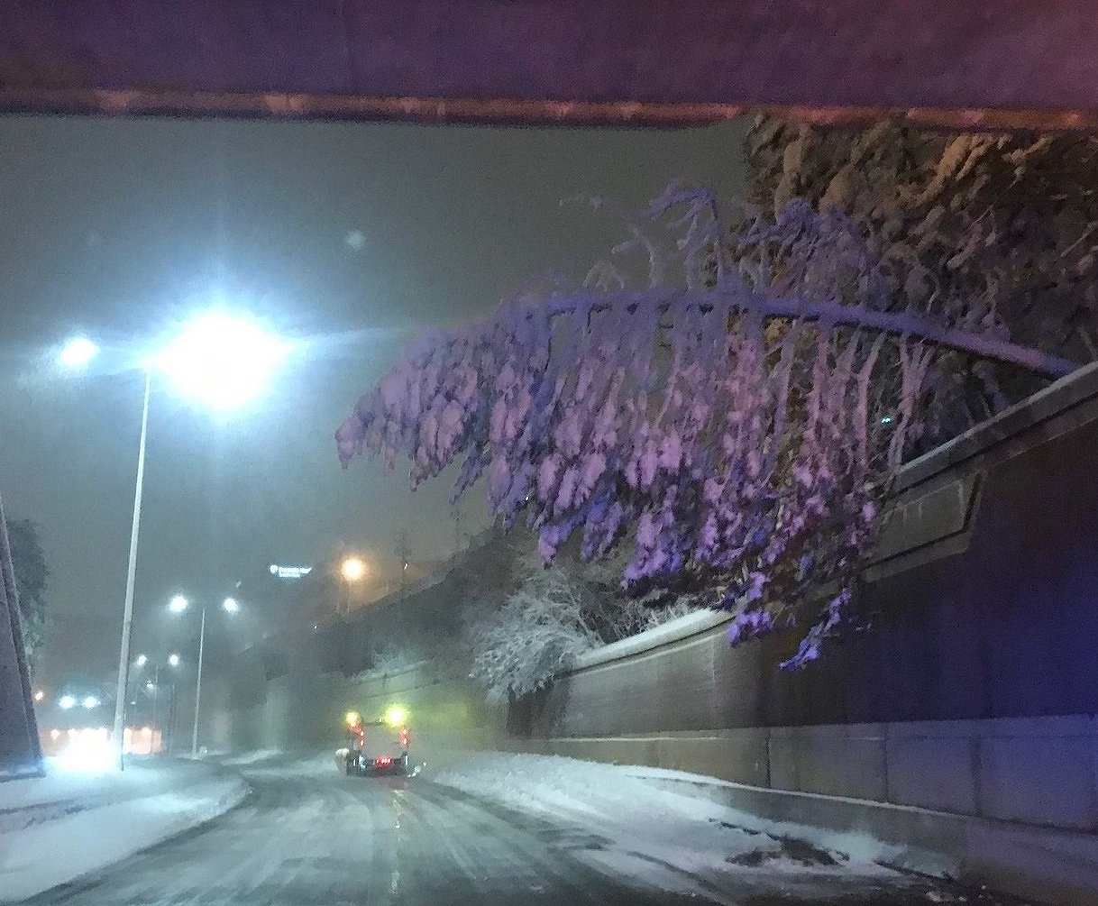 This photo shows a large pine tree, covered in snow, as it leans nearly sideways over a roadway, weight down by ice and snow