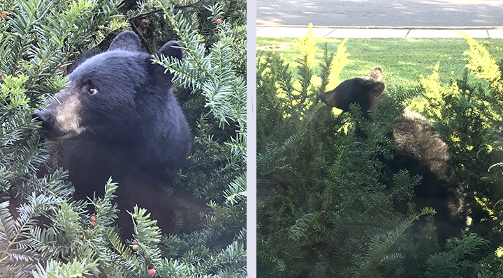 A small bear is in bushes, with a street in the background