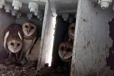 Photo: Baby owls in bridge