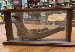 Photo: Prehistoric bison jawbone