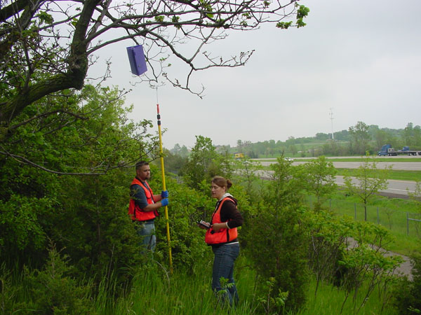 Bob Bade and Renae Smith, survey technicians with the Minnesota Department of Agriculture, hanging emerald ash borer traps at the St. Croix Travel Information Center on Interstate 94 between Minnesota and Wisconsin.