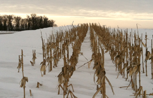Photo of standing corn row.
