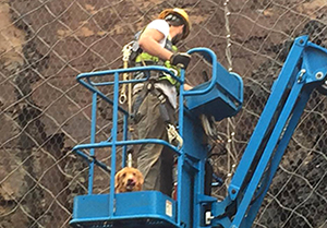 Photo of construction worker and retriever in the bucket of a man lift