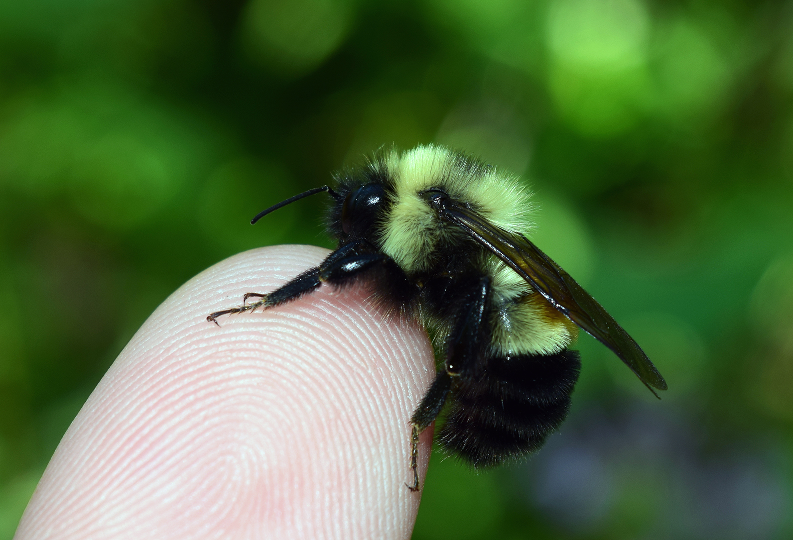 Picture of a rusty patched bumble bee. It looks a lot like a regular bumble bee, but has a small brown area underneath its wings which gives it the name.