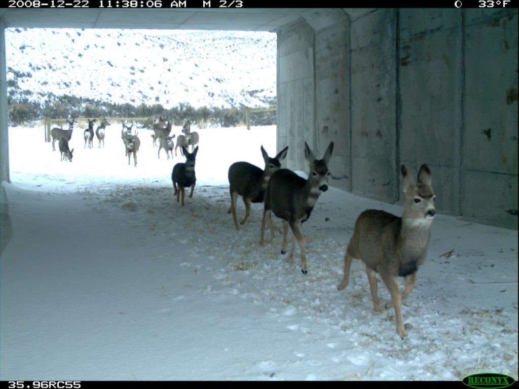 Photo: deer passing through a concrete tunnel under a road
